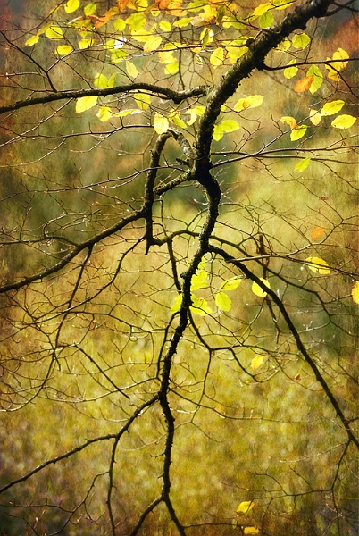 arbre 12_11_2010n01.jpg - .
